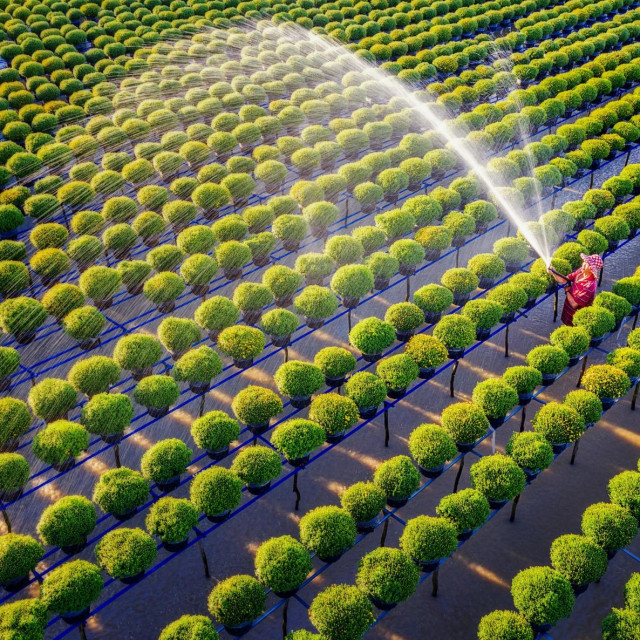 Horikultura u Vijetnamu