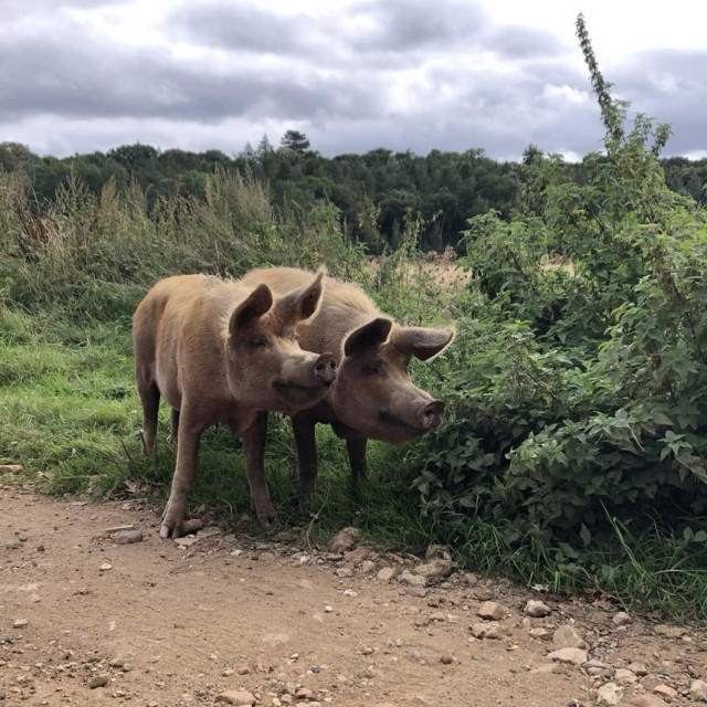 Tamworth pigs which roam the rewilding part of the estate at Wild Ken Hill in Norfolk. ”Regenerative farming” methods and handing unproductive land back to nature are being used to boost wildlife and store carbon in a large-scale countryside project. The team on the 4,000-acre Wild Ken Hill project in Norfolk are deploying farming techniques to restore healthy soils in arable fields so they will lock up carbon and provide natural nutrients for crops instead of synthetic fertilisers. Issue date: Monday September 20, 2021.,Image: 632934117, License: Rights-managed, Restrictions:, Model Release: no, Credit line: Emily Beament/PA Images/Profimedia