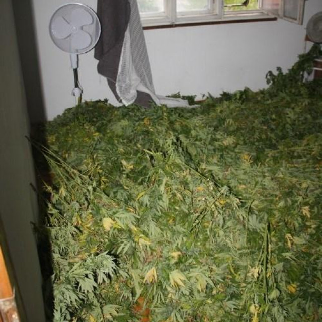 Sušenje i pakiranje marihuane