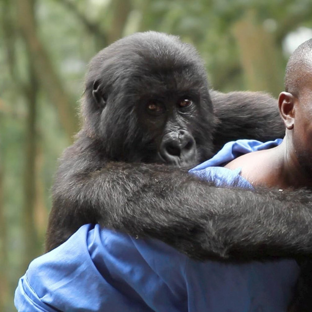 Andre Bauma i Ndakasi