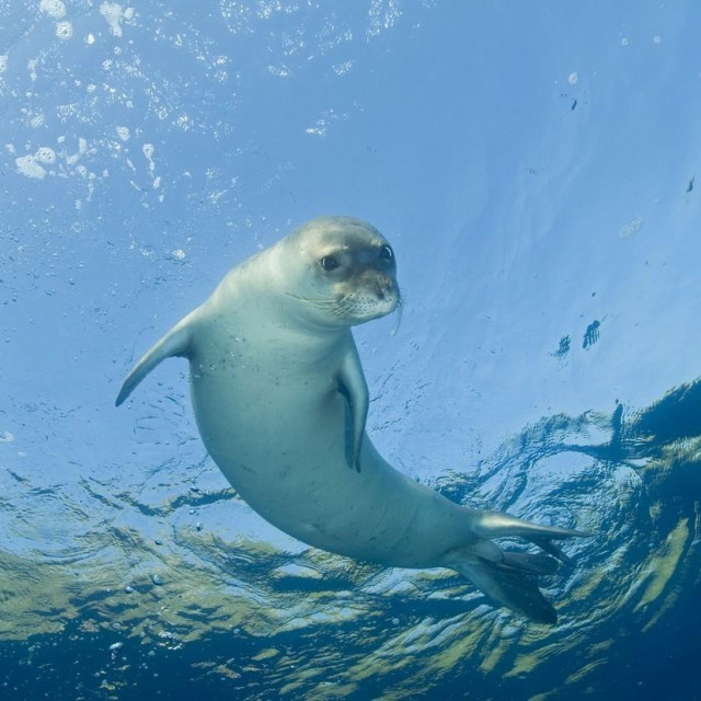 Sredozemna medvjedica; ilustracija