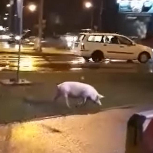 Svinja na kružnom toku u Banja Luci