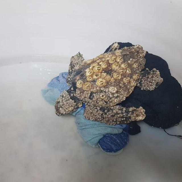 Pronađena kornjača