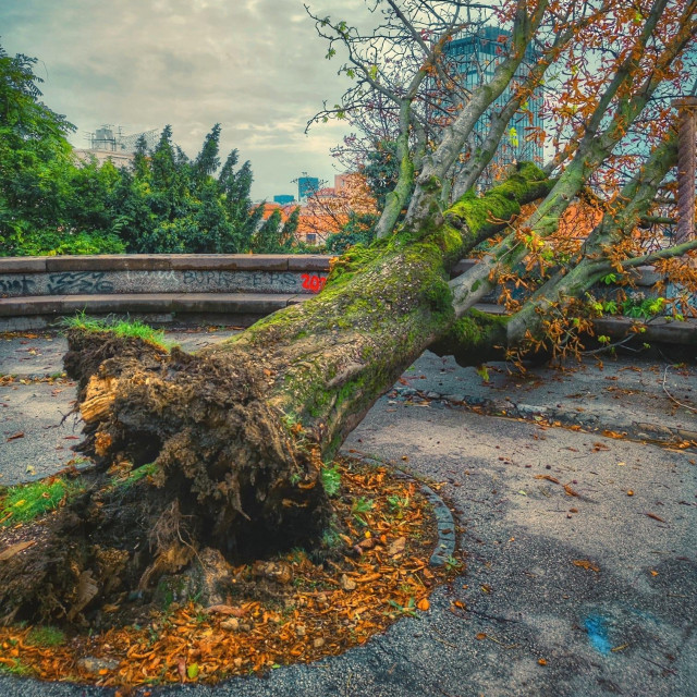 Srušeno stablo na Strossmayerovom šetalištu