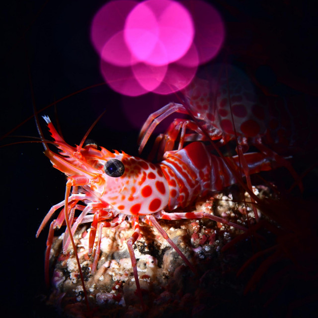 Pobjednicka fotografija Damira Zuruba