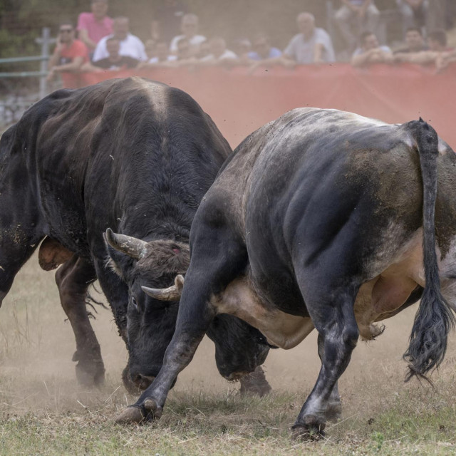 Borba bikova, ilustracija