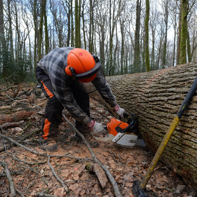 Prema podacima iz izvješća UN-a, Hrvatska je od 1990. godine do 2020. godine izgubila čak 23.000 hektara ljudskom rukom zasađene tj. gospodarene šume