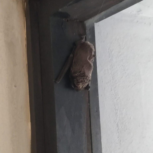 Šišmiš u Sloboštini
 