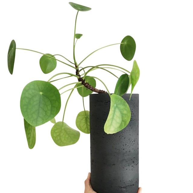 Pilea peperomioides; www.studiobotanike.hr