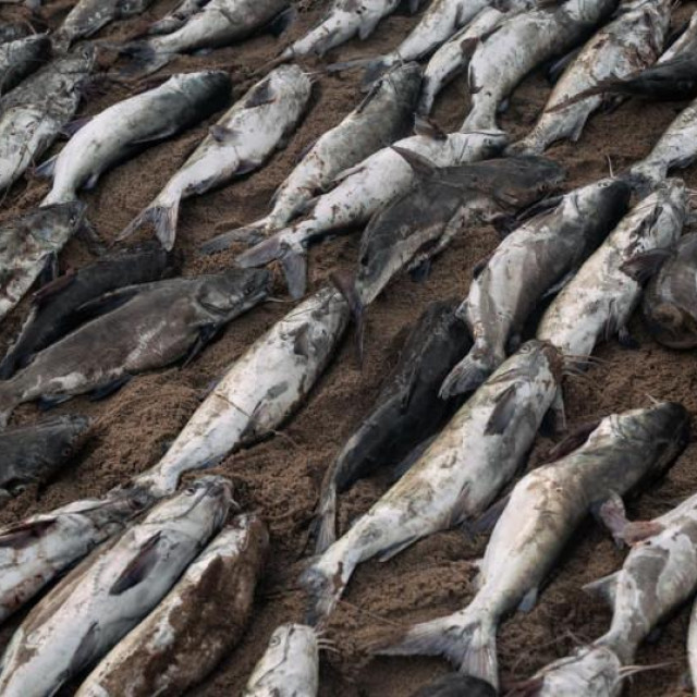 Ribe nasukane na plaži/Ilustracija