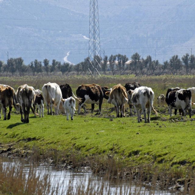 Divlje krave na predjelu Luke pričinjavaju štetu poljoprivrednicima
 