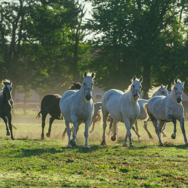 Državna ergela u Đakovu