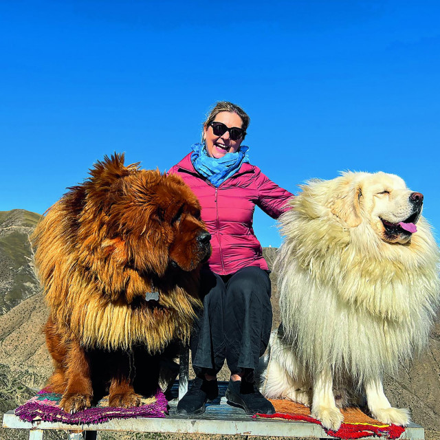 Suzana Nikolić između dva golema tibetanska mastifa.