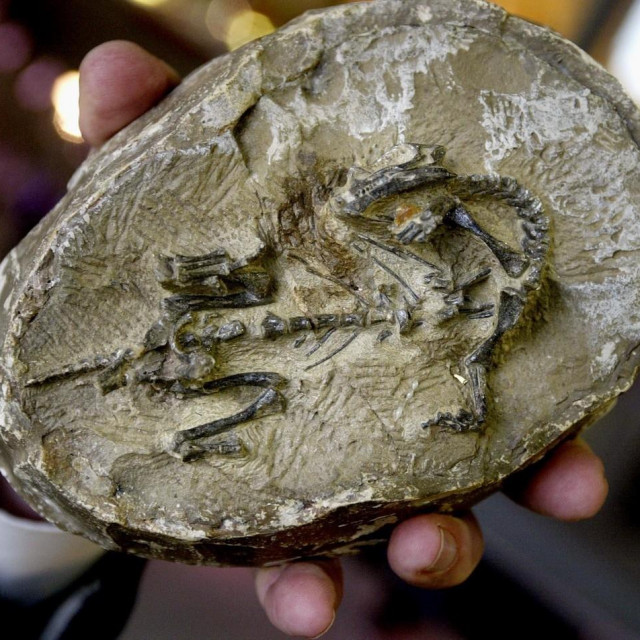 Ostaci bebe Mussaurusa patagonicusa