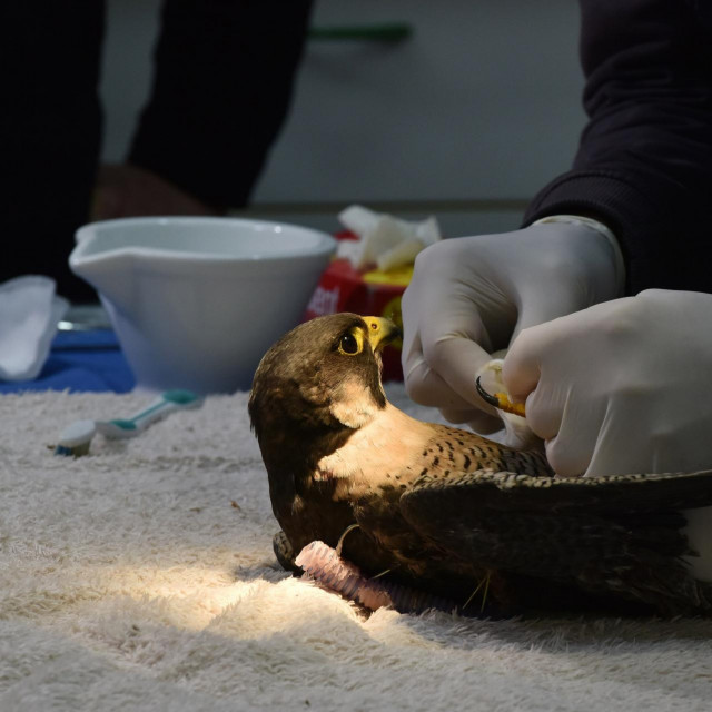 Operacija sivog jastreba u Zagrebu