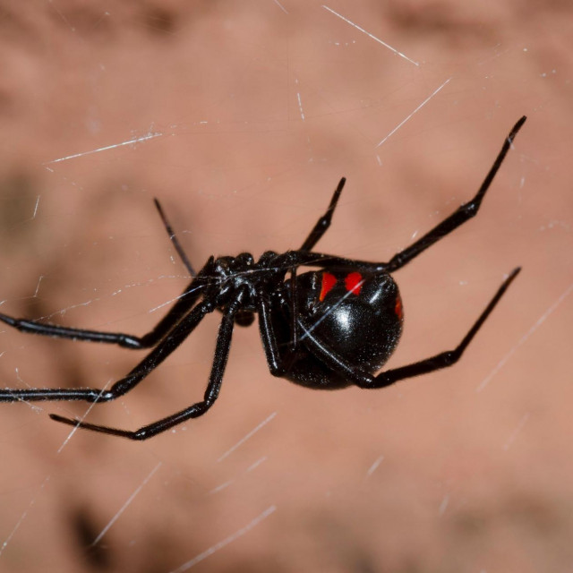 Crna udovica; ilustracija