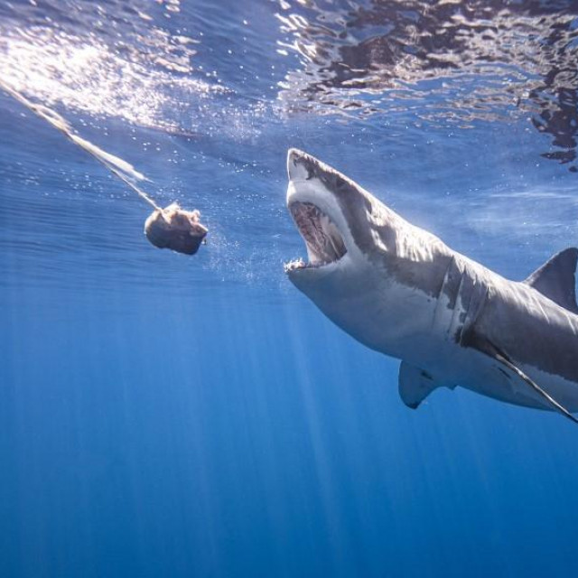 Velika bijela psina snimljena u vodama Meksika