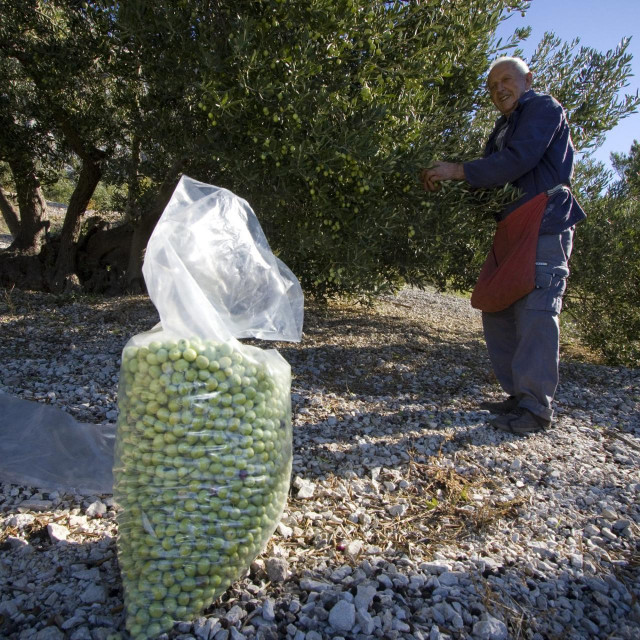 Berba maslina na makarskom području