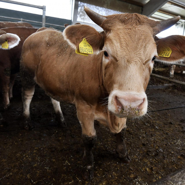 Farme moraju brinuti za dobrobit stoke
