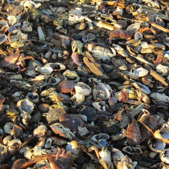 Nakupina mrtvih morskih životinja.