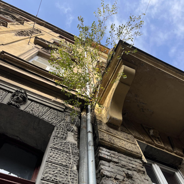 Breza je niknula na prvom katu zgrade