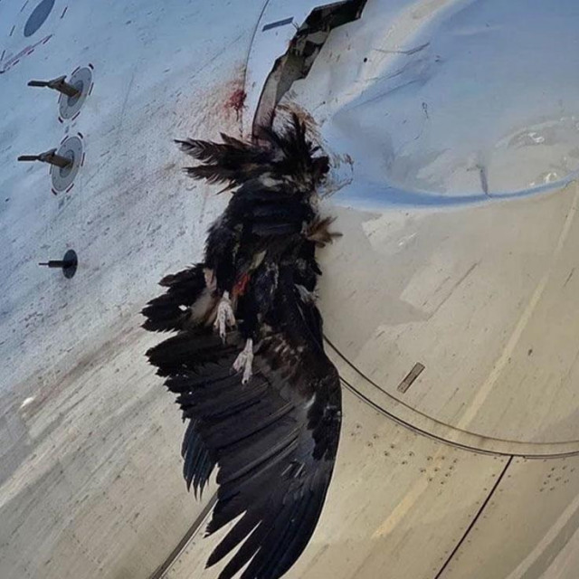 Udar ptice u zrakoplov