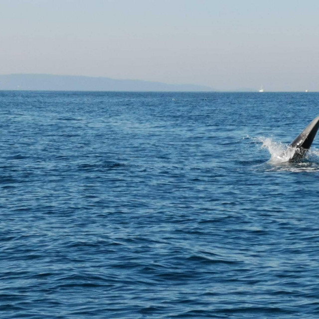 Dupini su impresionirali skokovima i uronima