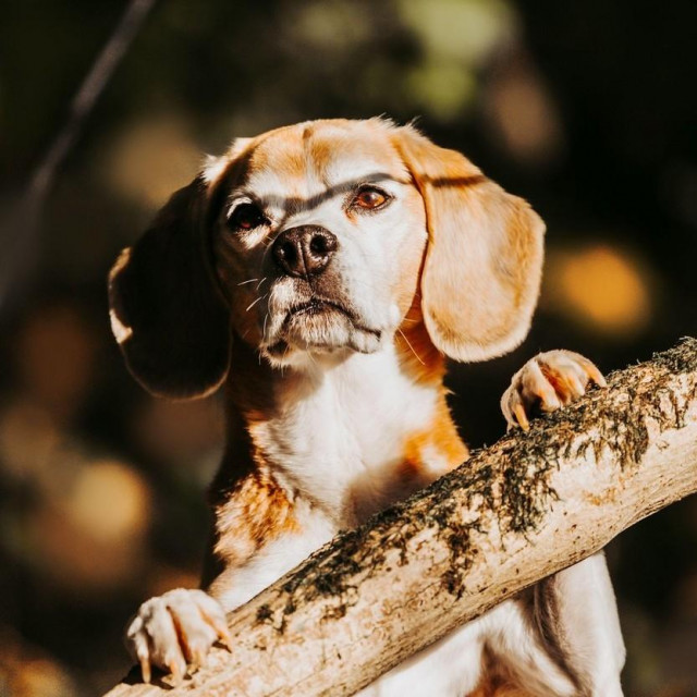 Ilustrativna fotografija