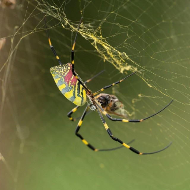 Trichonephila clavata, odnosno, Joro pauk, zavladao je sjeverom Georgije
