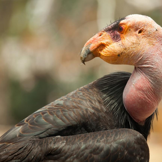 Kalifornijski kondor
