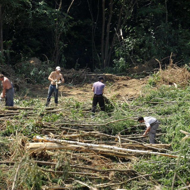 Krčenje šume/Ilustracija

