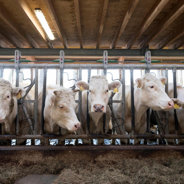 Farma krava u Nizozemskoj
