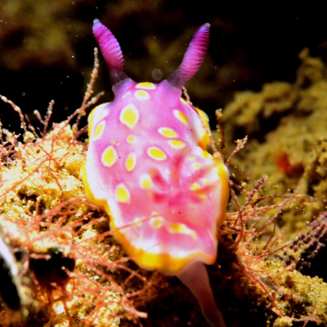 Morski puž, ilustrativna fotografija
