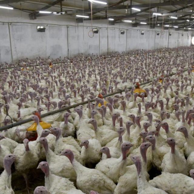 Arhivska fotografija
