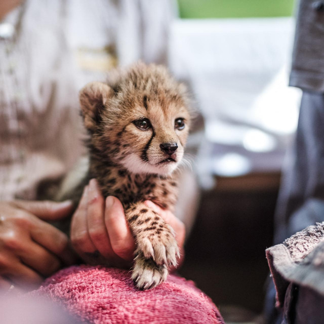 Mladunčad krijumčari otimaju majkama izuzetno mlade, pa tek svako četvrto ili peto preživi
 
