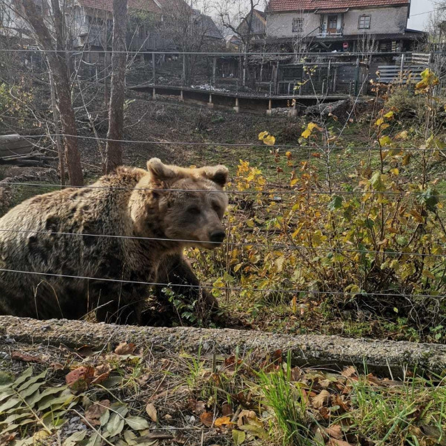 Utočište medvjeda u Kuterevu
