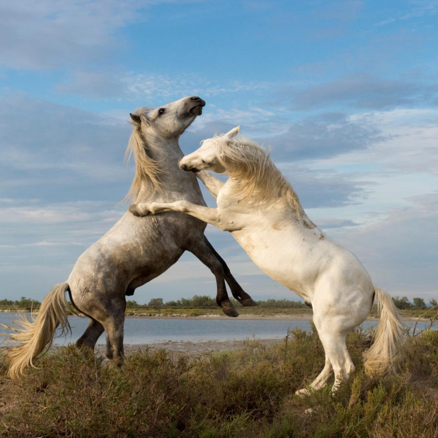 Divlji konji Camarguea
