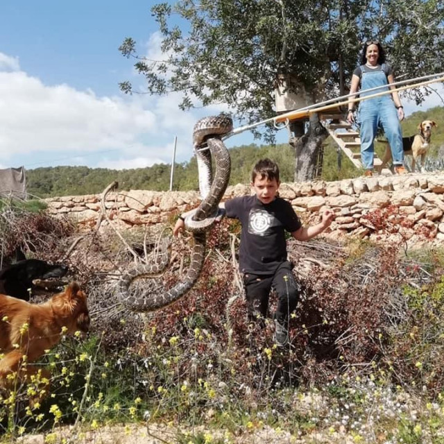 Zmija u San Joséu na Ibizi

Objavljeno u Facebook grupi ”Serpientes en Ibiza no gracias”
