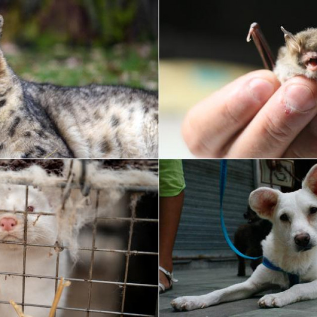 Snježni leopard, šišmiš, kuna i pas
