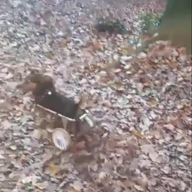 Terry u jurnjavi parkom 
