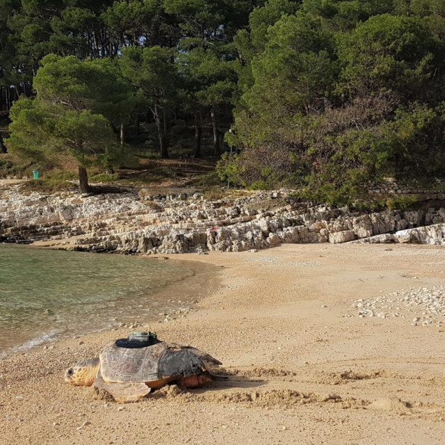 Calimero se vraća u more
