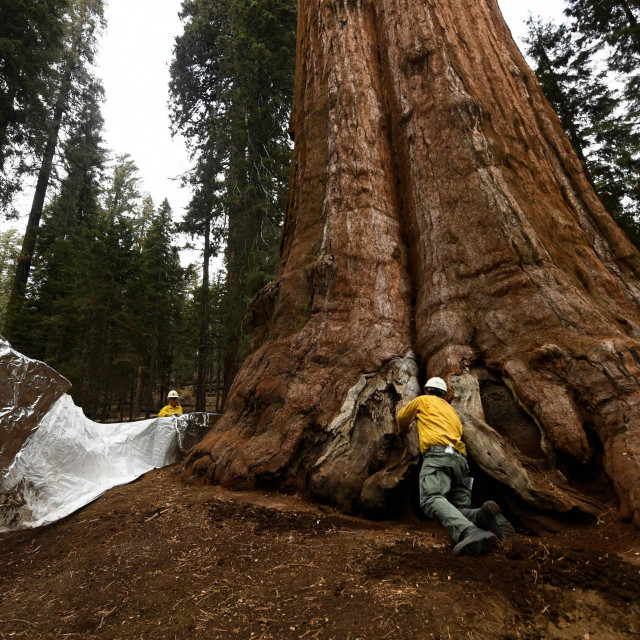 Vatrogasci zamataju sekvoju u foliju kako bi ju zaštitili od požara, 2021.
