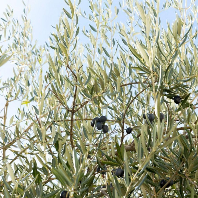 Image: 194853006, License: Royalty-free, Restrictions:, Model Release: no, Credit line: Charlie Dean/Caia Image/Profimedia
