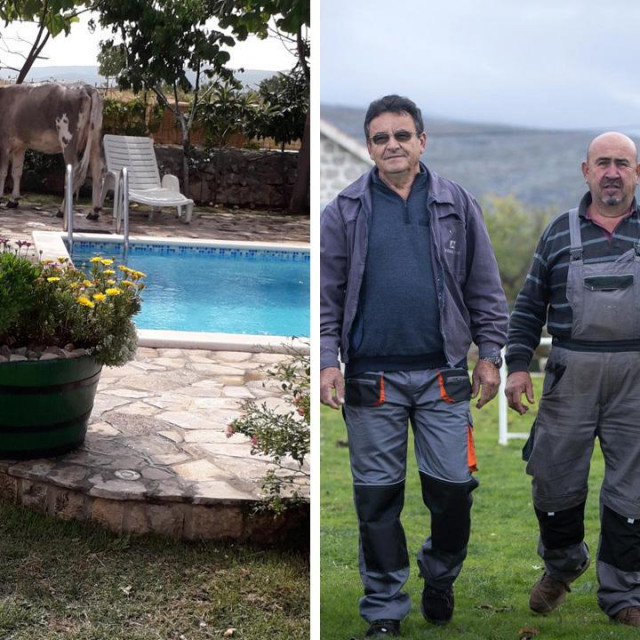 Krave snimljene nakon što su utažile žeđ na bazenu/Bože Čajić, Nikola Čajić, Jakov Marijanović i Nediljko Marijanović
