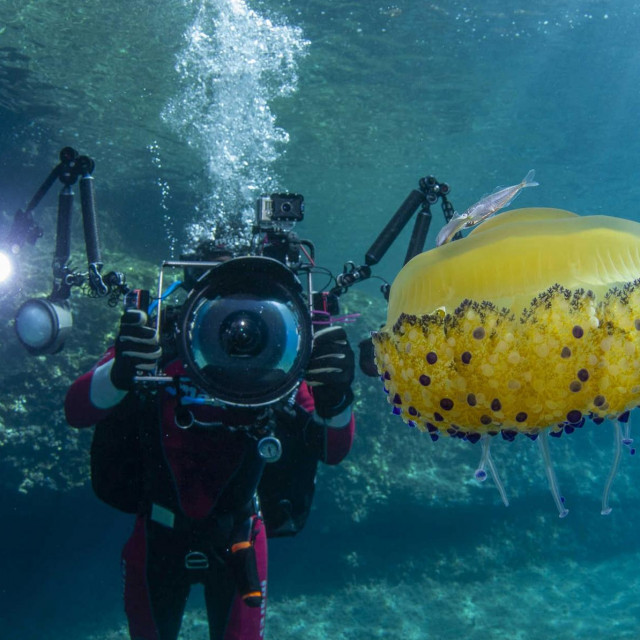Mediteranska meduza koju jos zovu Jaje na oko
