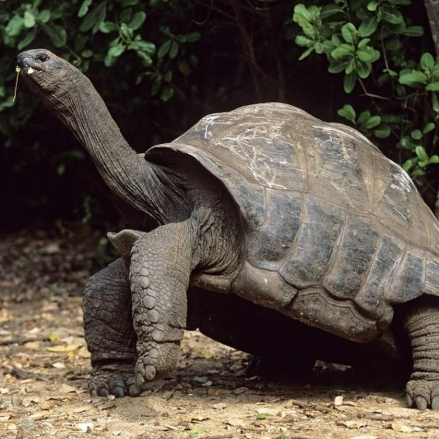 Divovska kornjača sa Zanzibara, ilustracija
