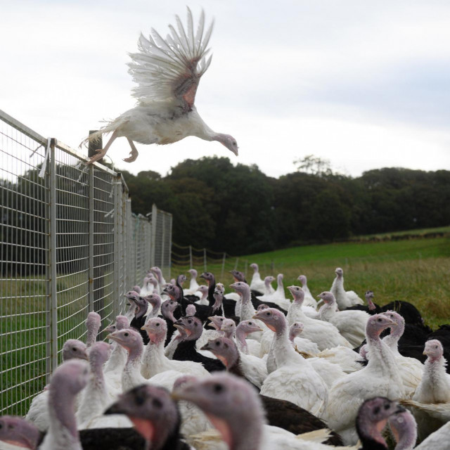 Farma u Engleskoj, ilustracija

