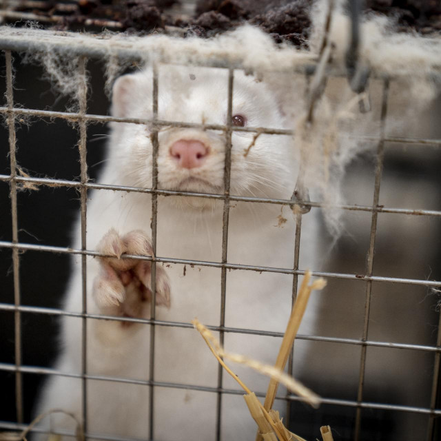 Kuna koja se izgaja zbog krzna
