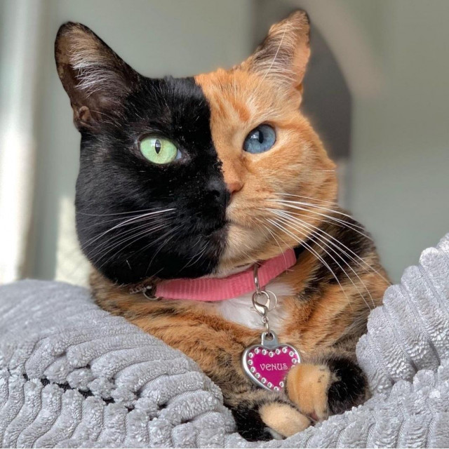 Venus the Two Faced Cat
