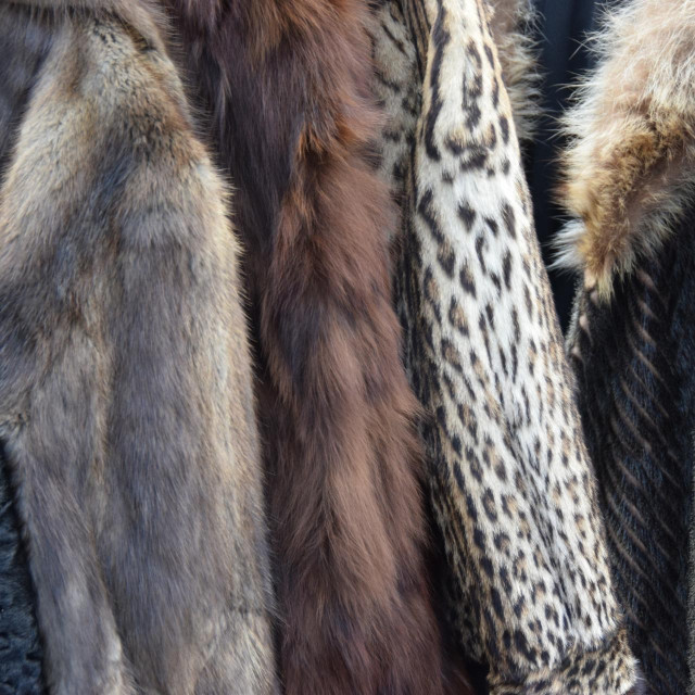 Krzneni kaputi; ilustracija
